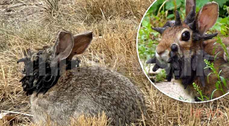 Zombie Rabbits Us “ZOMBIE RABBITS” අමෙරිකාවේ කොලරාඩෝ ප්රාන්තයෙන් – Nine News